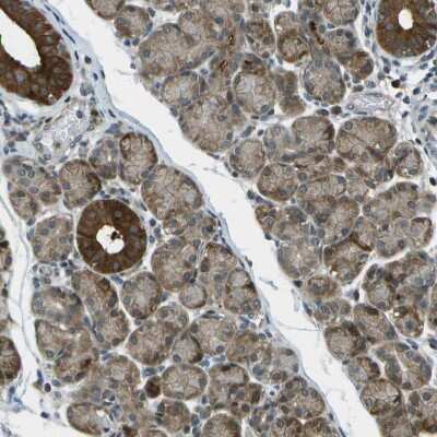 Immunohistochemistry-Paraffin: TMEM19 Antibody [NBP1-90422]