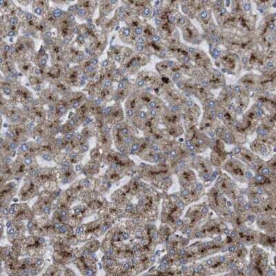 Immunohistochemistry-Paraffin: TMEM192 Antibody [NBP1-93798]