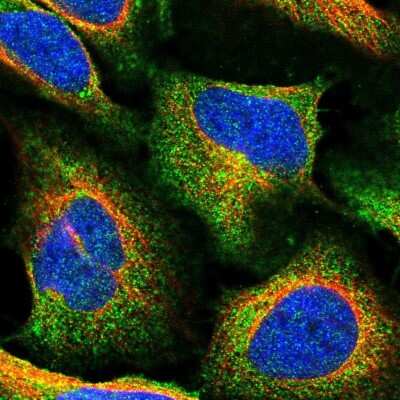 Immunocytochemistry/ Immunofluorescence: TMEM2 Antibody [NBP1-94168]