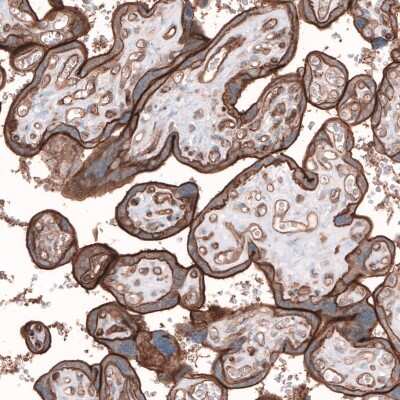 Immunohistochemistry-Paraffin: TMEM2 Antibody [NBP1-94168]
