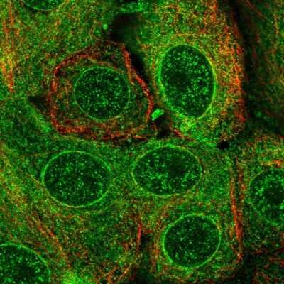 Immunocytochemistry/ Immunofluorescence: TMEM205 Antibody [NBP1-81255]