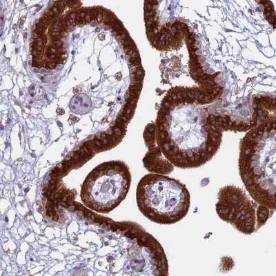 Immunohistochemistry-Paraffin: TMEM208 Antibody [NBP1-92519]