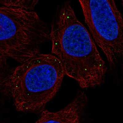 Immunocytochemistry/ Immunofluorescence: TMEM215 Antibody [NBP2-68803]