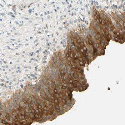 Immunohistochemistry-Paraffin: TMEM24 Antibody [NBP2-14401]
