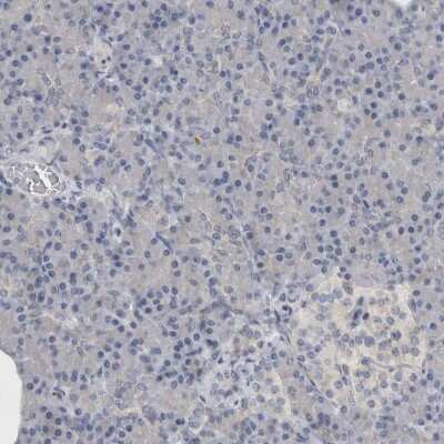 Immunohistochemistry-Paraffin: TMEM242 Antibody [NBP1-88580]