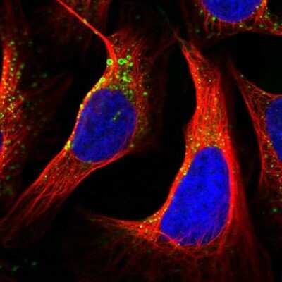 Immunocytochemistry/ Immunofluorescence: TMEM256 Antibody [NBP2-57645]