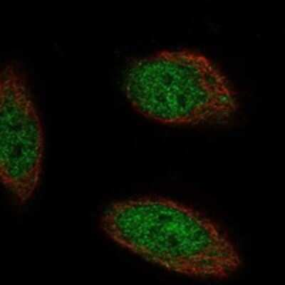 Immunocytochemistry/ Immunofluorescence: TMEM267 Antibody [NBP3-17631]