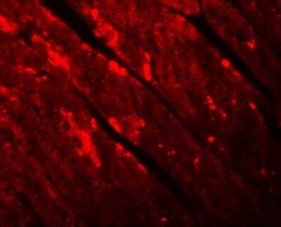 Immunocytochemistry/ Immunofluorescence: TMEM34 Antibody - BSA Free [NBP1-77144]