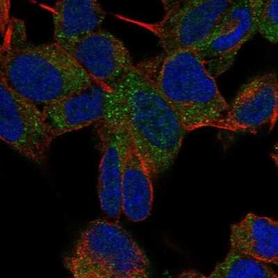 Immunocytochemistry/ Immunofluorescence: TMEM35 Antibody [NBP2-31877]