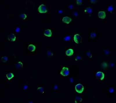 Immunocytochemistry/ Immunofluorescence: TMEM41B Antibody - BSA Free [NBP3-12858]