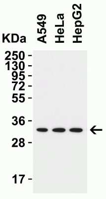 Western Blot: TMEM41B AntibodyBSA Free [NBP3-12858]