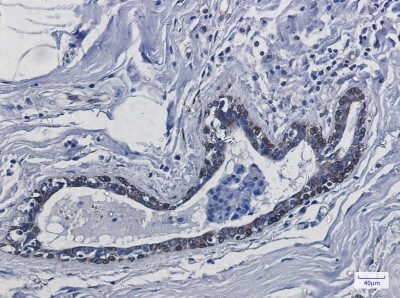 Immunohistochemistry-Paraffin: TMEM43 Antibody (S07-9D4) [NBP3-19789]
