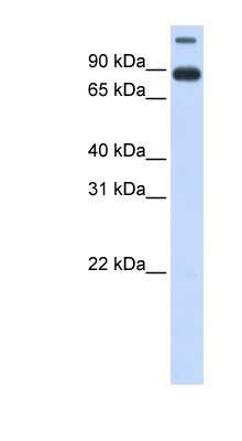 Western Blot: TMEM48 Antibody [NBP1-91604]