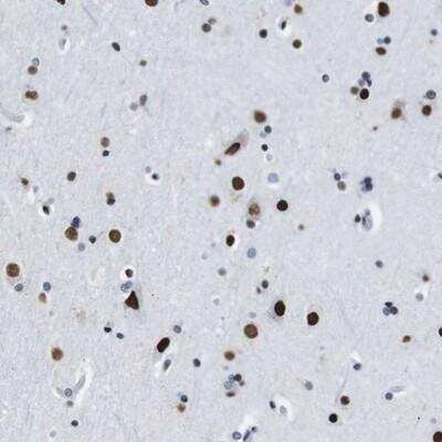 Immunohistochemistry-Paraffin: TMEM55A Antibody [NBP1-84086]