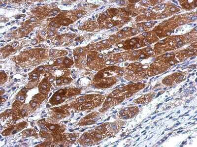 Immunohistochemistry-Paraffin: TMEM66 Antibody [NBP2-20666]