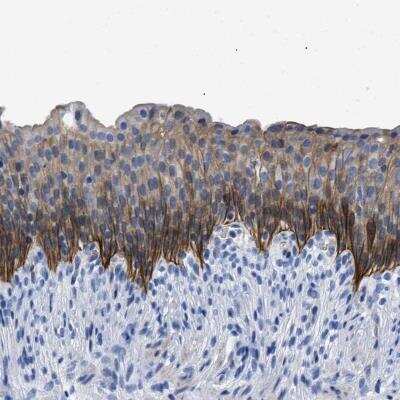 Immunohistochemistry-Paraffin: TMEM68 Antibody [NBP1-81999]