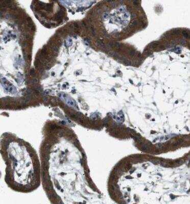 Immunohistochemistry-Paraffin: TMEM74 Antibody [NBP1-83546]