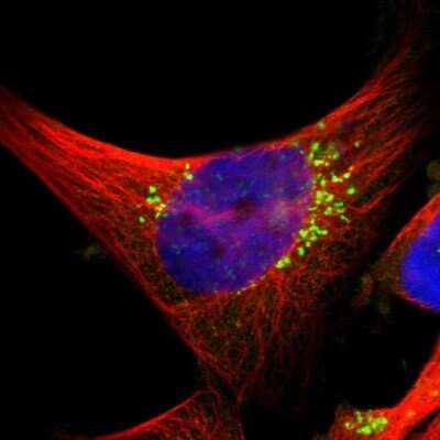 Immunocytochemistry/ Immunofluorescence: TMEM87A Antibody [NBP1-90532]