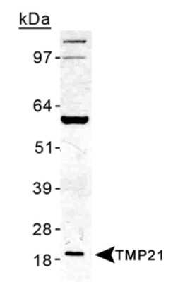 Western Blot: Tmp21/p23 AntibodyBSA Free [NB110-57586]