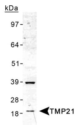 Western Blot: Tmp21/p23 AntibodyBSA Free [NB110-57587]