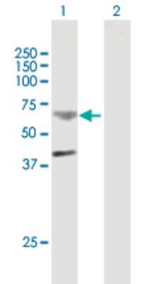Western Blot: TMPRSS11B Antibody [H00132724-B01P]
