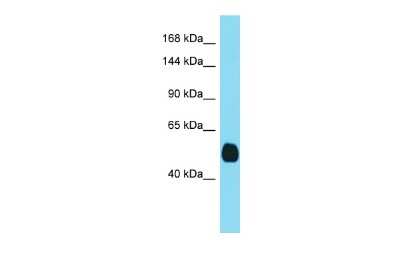 Western Blot: TMPRSS3 Antibody [NBP2-86868]