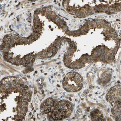 Immunohistochemistry-Paraffin: TMTC1 Antibody [NBP1-88837]
