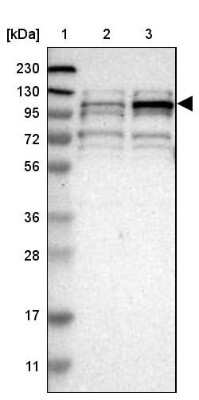 Western Blot: TMTC1 Antibody [NBP1-88837]