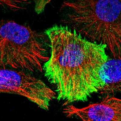 Immunocytochemistry/ Immunofluorescence: TMTC2 Antibody [NBP1-85027]