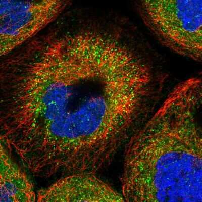 Immunocytochemistry/ Immunofluorescence: TMUB2 Antibody [NBP1-81129]