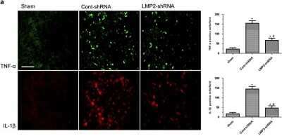 Immunocytochemistry/ Immunofluorescence: TNF-alpha Antibody - Azide Free [NB600-587]