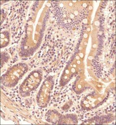 Immunohistochemistry-Paraffin: TNF-alpha Antibody (2342C) - Low Endotoxin, Azide and BSA Free [NBP2-75925]