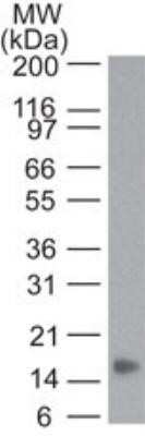 Western Blot: TNF-alpha Antibody (6N2E12)Azide and BSA Free [NBP2-80984]