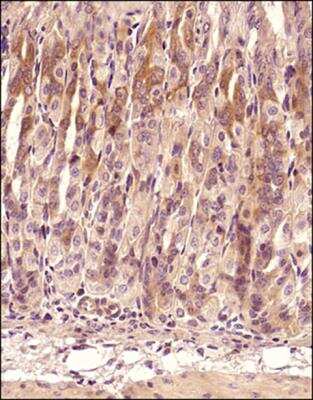 Immunohistochemistry-Paraffin: TNF-alpha Antibody - BSA Free [NBP1-19532]