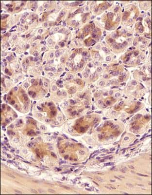 Immunohistochemistry-Paraffin: TNF-alpha Antibody - BSA Free [NBP1-19532]
