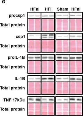 Western Blot: TNF-alpha Antibody (J2D10) [NBP2-45333]