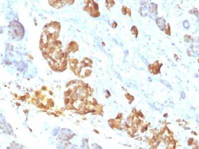 Immunohistochemistry-Paraffin: TNF-alpha Antibody (P/T2) - Azide and BSA Free [NBP2-34703]