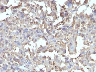 Immunohistochemistry-Paraffin: TNF-alpha Antibody (TNF/1500R) [NBP2-53242]