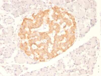 Immunohistochemistry-Paraffin: TNF-alpha Antibody (TNF706) [NBP2-34303]