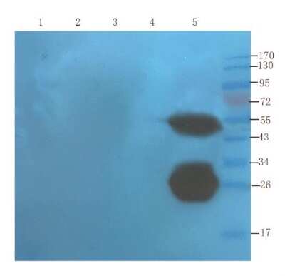Western Blot: TNF-alpha Antibody (cA2 (Infliximab))ChimericAzide and BSA Free [NBP2-75898]