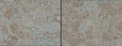 Immunohistochemistry-Paraffin: TNIK Antibody [NBP3-13022]
