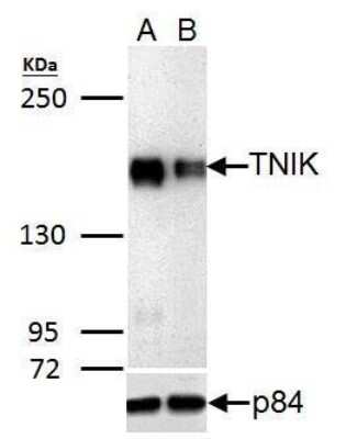 Western Blot: TNIK Antibody [NBP3-13022]