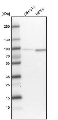 Western Blot: TNIP1 Antibody [NBP1-89306]