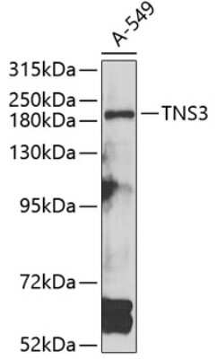 Western Blot: TNS3 AntibodyBSA Free [NBP3-04574]