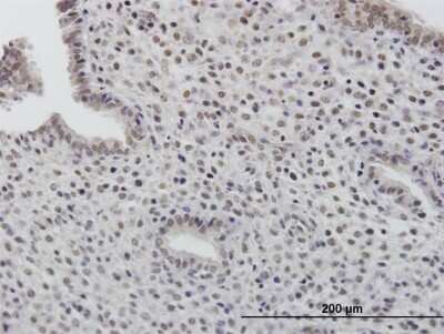 Immunohistochemistry-Paraffin: TOB1 Antibody [H00010140-B01P]