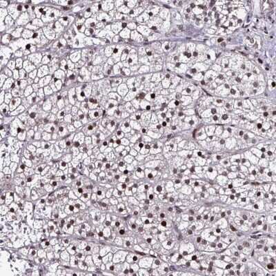 Immunohistochemistry-Paraffin: TOB1 Antibody [NBP2-55845]