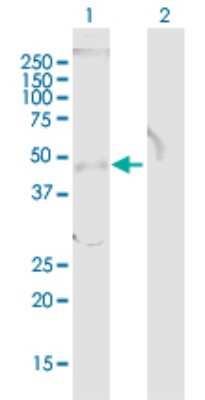 Western Blot: TOB1 Antibody [H00010140-B01P]