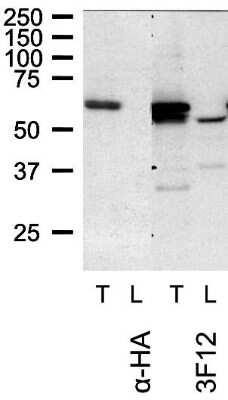 Western Blot: TOM1L1 Antibody (3F12) [NBP3-13511]