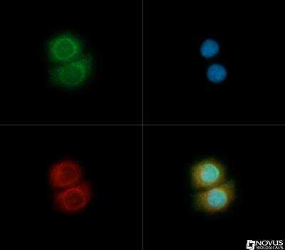 Immunocytochemistry/ Immunofluorescence: TOM70 Antibody [NB110-58347]