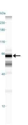 Simple Western: TOM70 Antibody [NB110-58347]